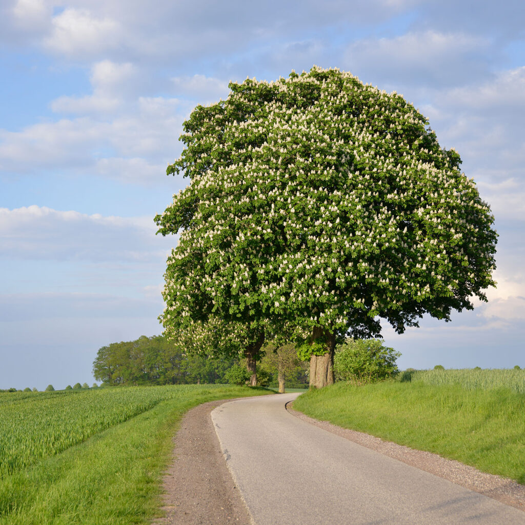 Radwanderung Mecklenburg